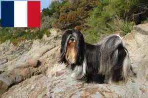 Scopri di più sull'articolo Allevatori di Lhasa Apso e cuccioli in Francia