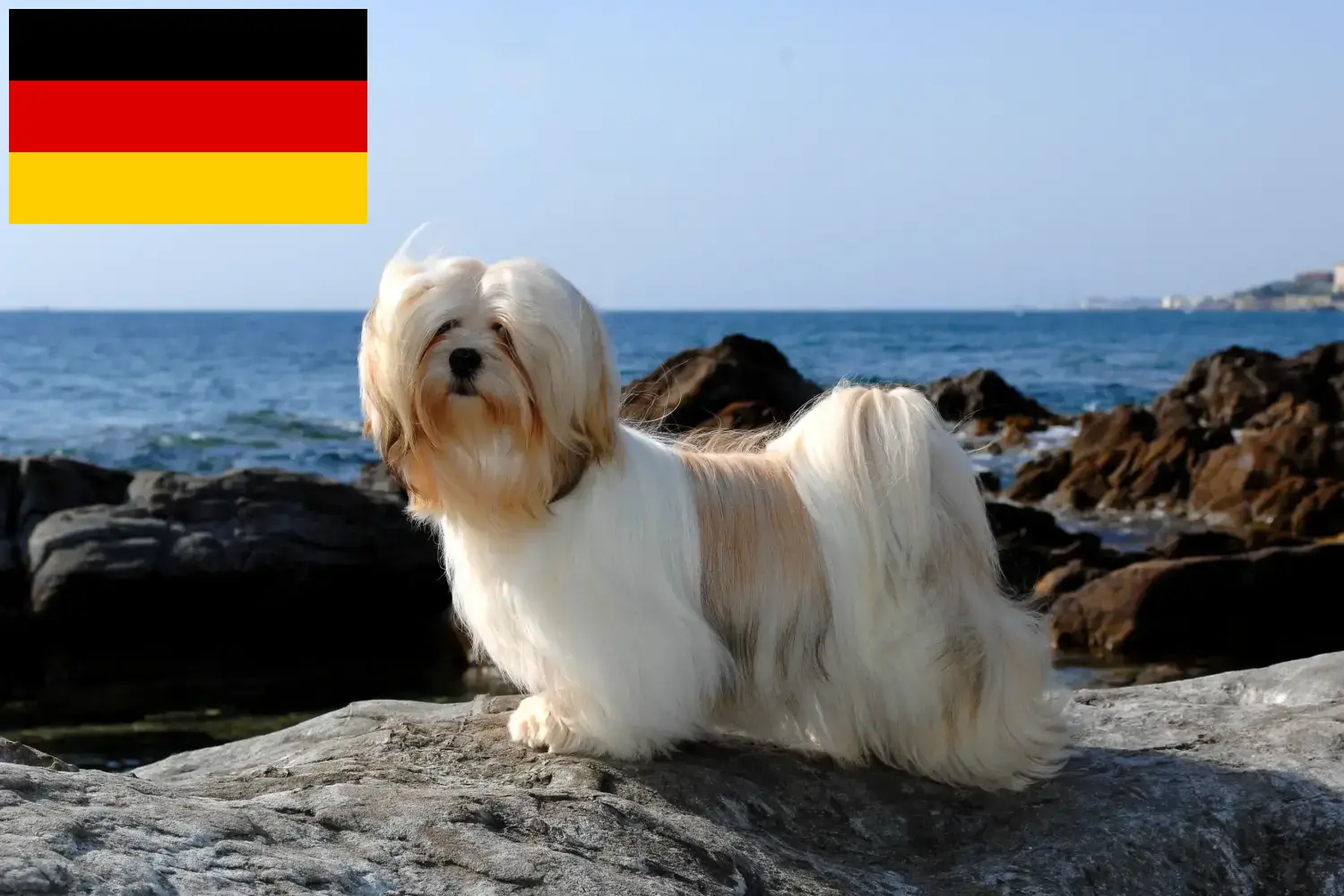 Scopri di più sull'articolo Allevatori di Lhasa Apso e cuccioli in Germania