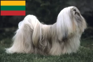 Scopri di più sull'articolo Allevatori di Lhasa Apso e cuccioli in Lituania