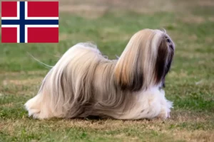 Scopri di più sull'articolo Allevatori di Lhasa Apso e cuccioli in Norvegia