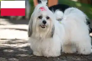 Scopri di più sull'articolo Allevatori di Lhasa Apso e cuccioli in Polonia