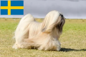 Scopri di più sull'articolo Allevatori e cuccioli di Lhasa Apso in Svezia