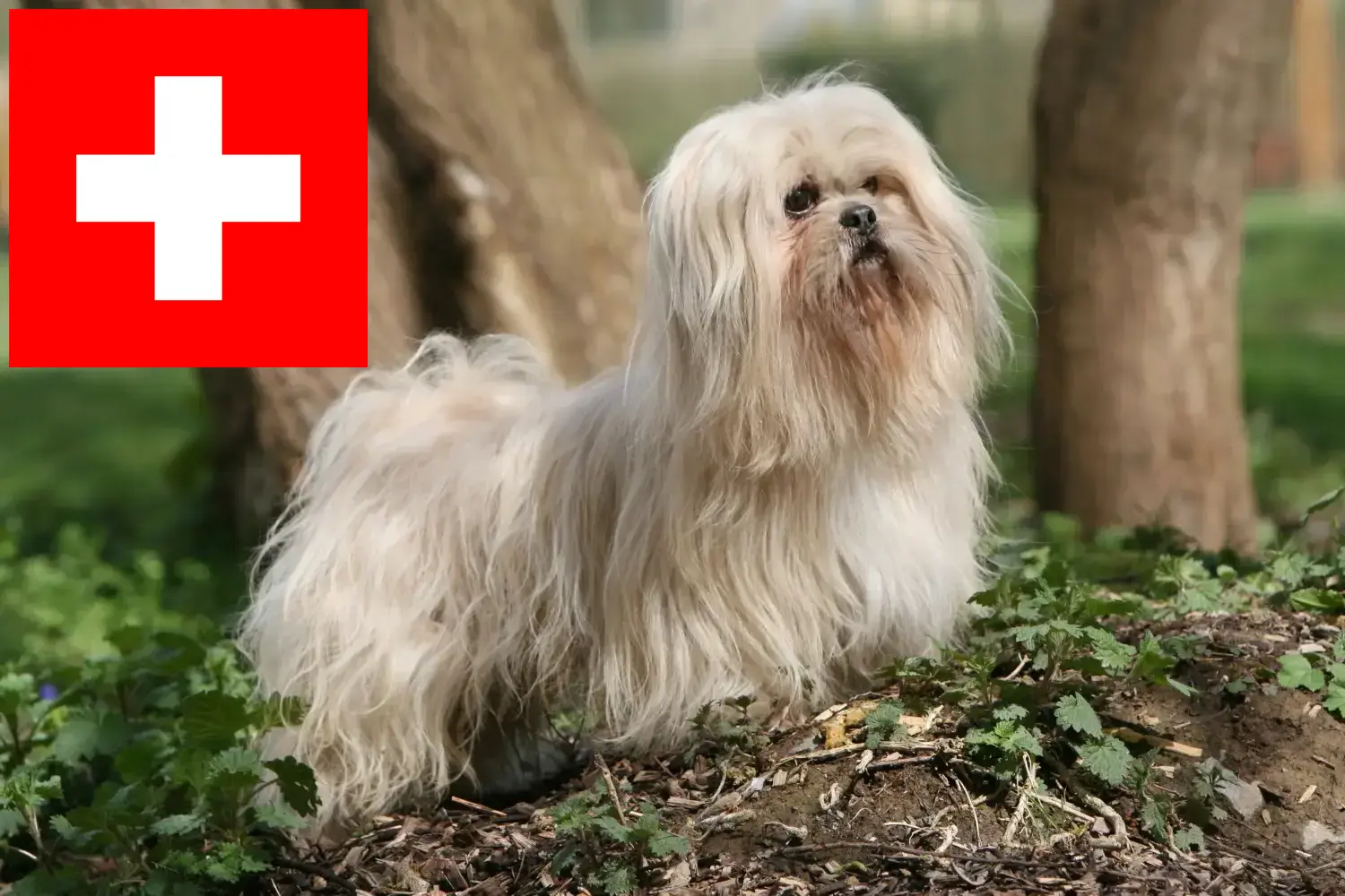 Scopri di più sull'articolo Allevatori di Lhasa Apso e cuccioli in Svizzera