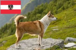 Scopri di più sull'articolo Allevatori di Lundehund Norvegese e cuccioli in Austria