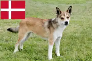 Scopri di più sull'articolo Allevatori e cuccioli di Lundehund norvegese in Danimarca