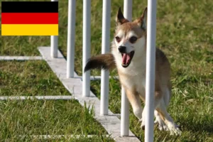 Scopri di più sull'articolo Allevatori di Lundehund Norvegese e cuccioli in Germania