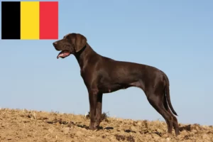 Scopri di più sull'articolo Allevatori di cani e cuccioli di razza Shorthair Tedesco in Belgio