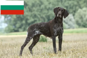 Scopri di più sull'articolo Allevatori di cani e cuccioli di razza Shorthair Tedesco in Bulgaria