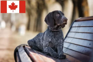 Scopri di più sull'articolo Allevatori di cani e cuccioli di razza Shorthair tedesca in Canada