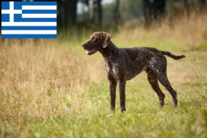 Scopri di più sull'articolo Allevatori di cani e cuccioli di razza Shorthair in Grecia