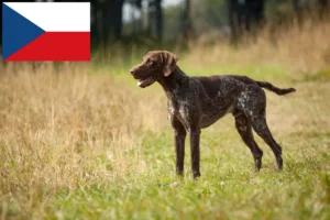 Scopri di più sull'articolo Allevatori di cani e cuccioli di razza Shorthair tedesco nella Repubblica Ceca