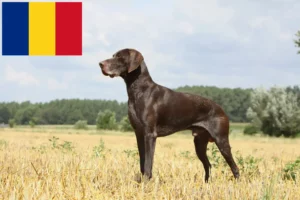 Scopri di più sull'articolo Allevatori di cani e cuccioli di razza Shorthair Tedesco in Romania