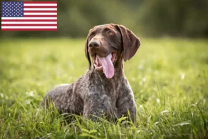 Scopri di più sull'articolo Allevatori di cani e cuccioli di razza German Shorthair negli Stati Uniti d’America