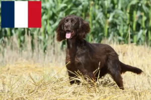 Scopri di più sull'articolo Allevatori e cuccioli di pelo lungo tedesco in Francia