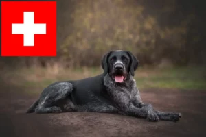 Scopri di più sull'articolo Allevatori e cuccioli di German Wirehair in Svizzera