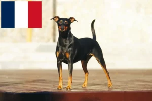 Scopri di più sull'articolo Allevatori e cuccioli di Pinscher tedesco in Francia