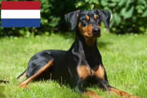 Scopri di più sull'articolo Allevatori di Pinscher tedeschi e cuccioli nei Paesi Bassi