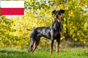 Scopri di più sull'articolo Allevatore di Pinscher tedeschi e cuccioli in Polonia