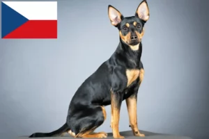 Scopri di più sull'articolo Allevatori di Pinscher tedeschi e cuccioli in Repubblica Ceca