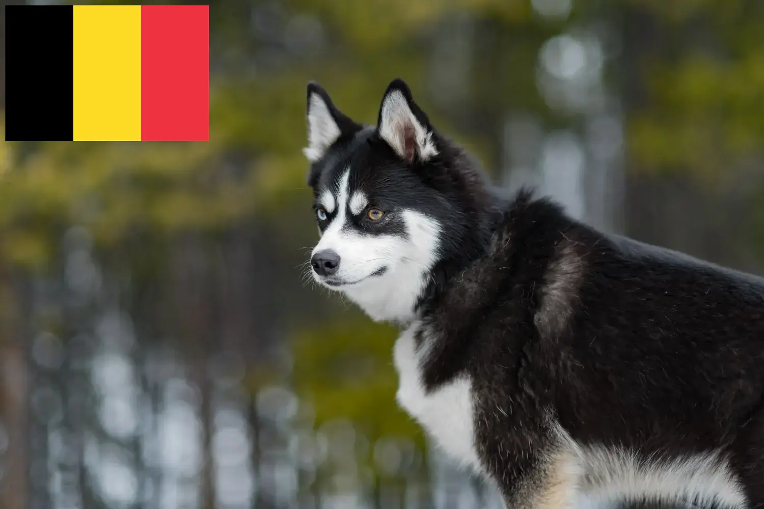 Scopri di più sull'articolo Allevatori e cuccioli di Pomsky in Belgio