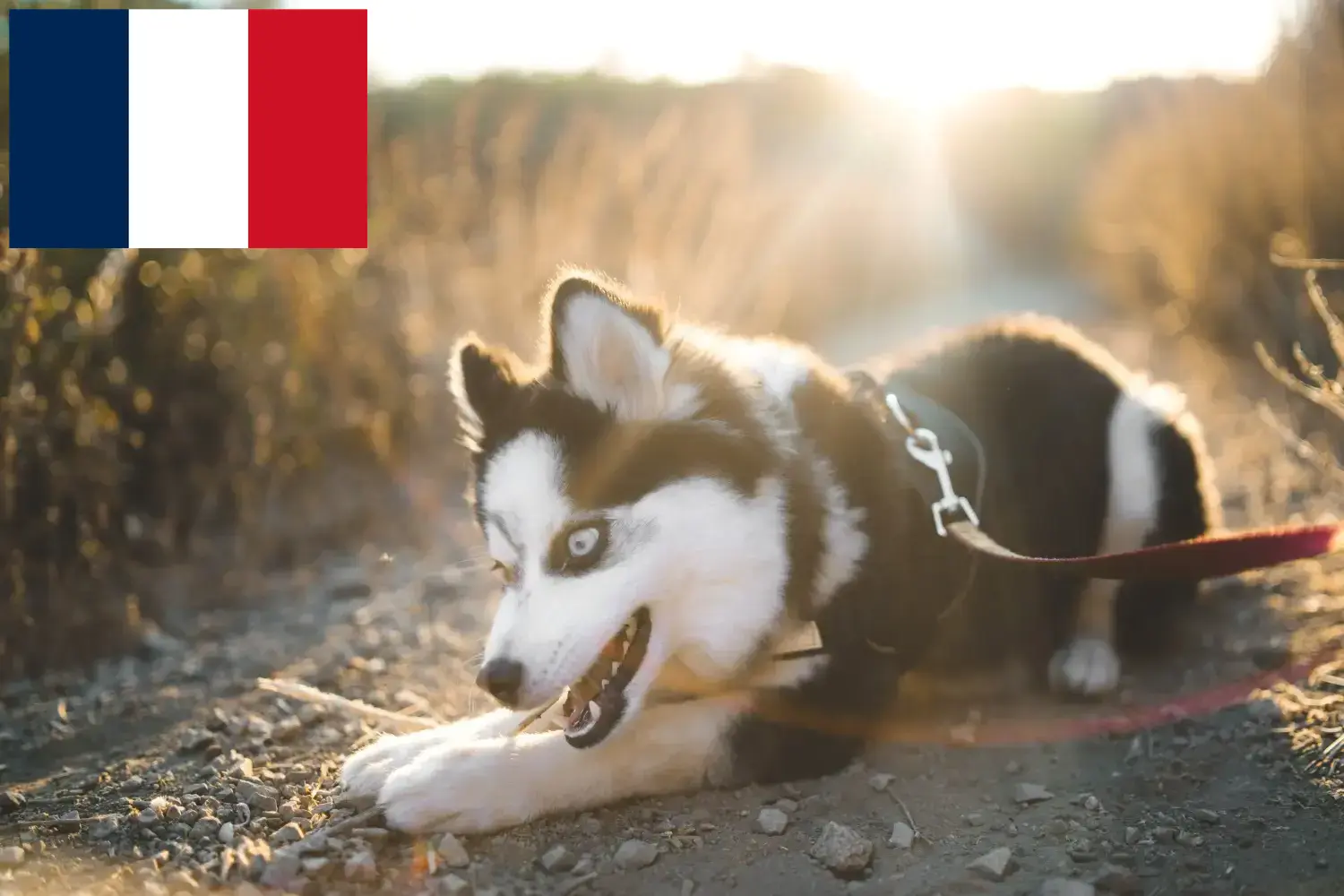 Scopri di più sull'articolo Allevatori e cuccioli di Pomsky in Francia