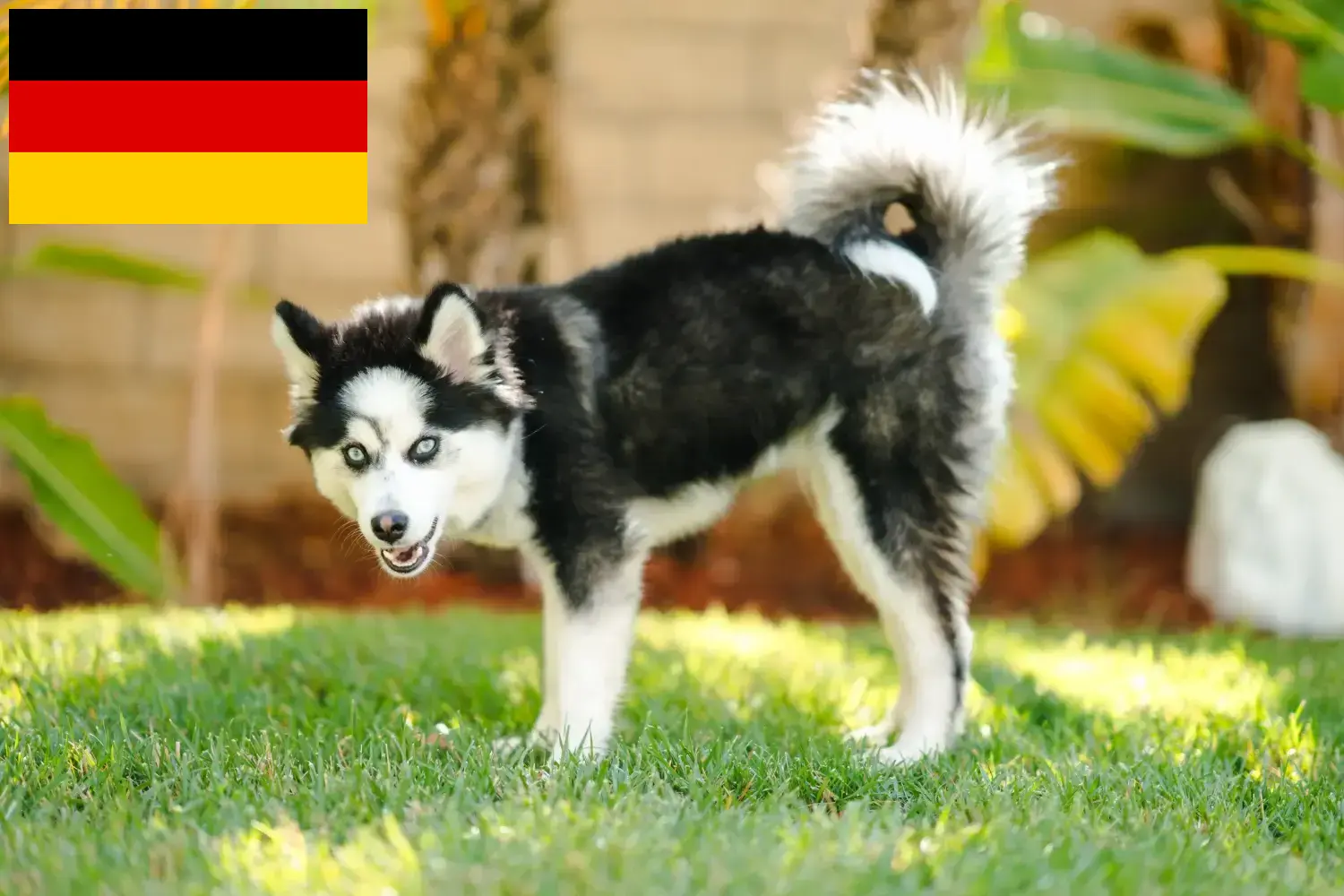 Scopri di più sull'articolo Allevatori di Pomsky e cuccioli in Germania