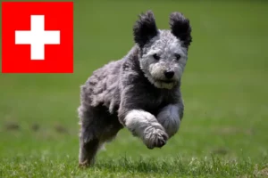 Scopri di più sull'articolo Allevatori di Pumi e cuccioli in Svizzera