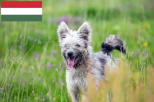 Scopri di più sull'articolo Allevatori di Pumi e cuccioli in Ungheria