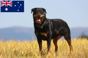 Scopri di più sull'articolo Allevatori di Rottweiler e cuccioli in Australia