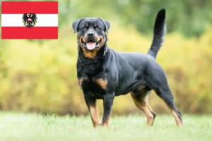 Scopri di più sull'articolo Allevatori di Rottweiler e cuccioli in Austria