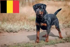 Scopri di più sull'articolo Allevatori di Rottweiler e cuccioli in Belgio