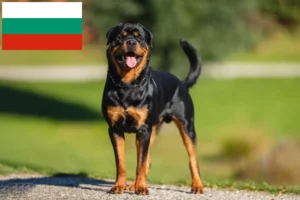 Scopri di più sull'articolo Allevatori di rottweiler e cuccioli in Bulgaria