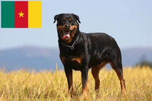 Scopri di più sull'articolo Allevatori di Rottweiler e cuccioli in Camerun