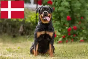 Scopri di più sull'articolo Allevatori di Rottweiler e cuccioli in Danimarca