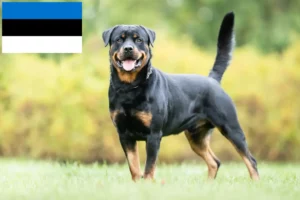 Scopri di più sull'articolo Allevatori di rottweiler e cuccioli in Estonia