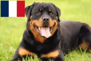 Scopri di più sull'articolo Allevatori di rottweiler e cuccioli in Francia