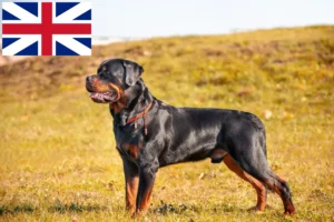 Scopri di più sull'articolo Allevatori di Rottweiler e cuccioli in Gran Bretagna