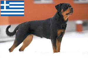 Scopri di più sull'articolo Allevatori di rottweiler e cuccioli in Grecia