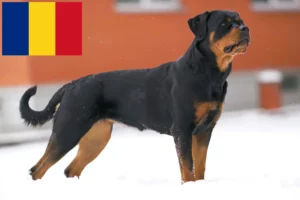 Scopri di più sull'articolo Allevatori di Rottweiler e cuccioli in Romania