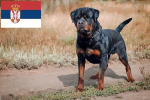 Scopri di più sull'articolo Allevatori di rottweiler e cuccioli in Serbia