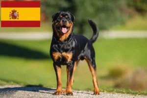 Scopri di più sull'articolo Allevatori di rottweiler e cuccioli in Spagna