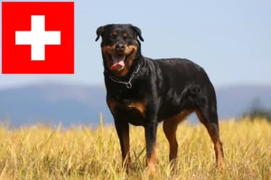 Scopri di più sull'articolo Allevatori di Rottweiler e cuccioli in Svizzera