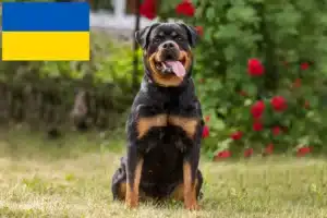 Scopri di più sull'articolo Allevatori di rottweiler e cuccioli in Ucraina