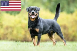 Scopri di più sull'articolo Allevatori di Rottweiler e cuccioli negli Stati Uniti d’America