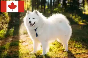 Scopri di più sull'articolo Allevatori di Samoiedo e cuccioli in Canada