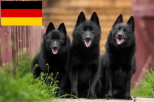 Scopri di più sull'articolo Allevatori di Schipperke e cuccioli in Germania