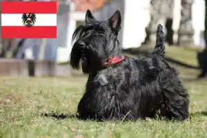 Scopri di più sull'articolo Allevatori di Scottish Terrier e cuccioli in Austria