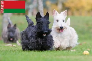 Scopri di più sull'articolo Allevatori di Scottish Terrier e cuccioli in Bielorussia