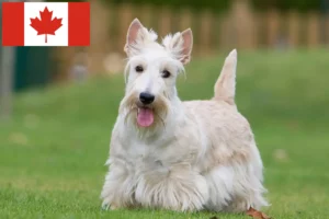 Scopri di più sull'articolo Allevatori di Scottish Terrier e cuccioli in Canada