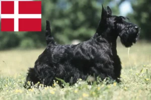 Scopri di più sull'articolo Allevatori di Scottish Terrier e cuccioli in Danimarca